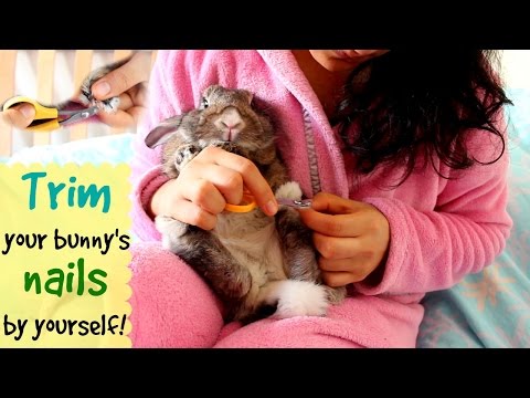 How to trim your bunny's nails by yourself