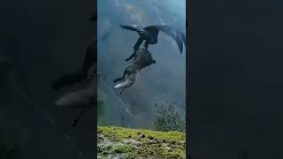 Golden Eagle carrying Fox kill 😳  #eagles #fox #birdsofprey #goldeneagle #natureshorts