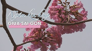 Ngắm hoa kèn hồng khoe sắc thắm