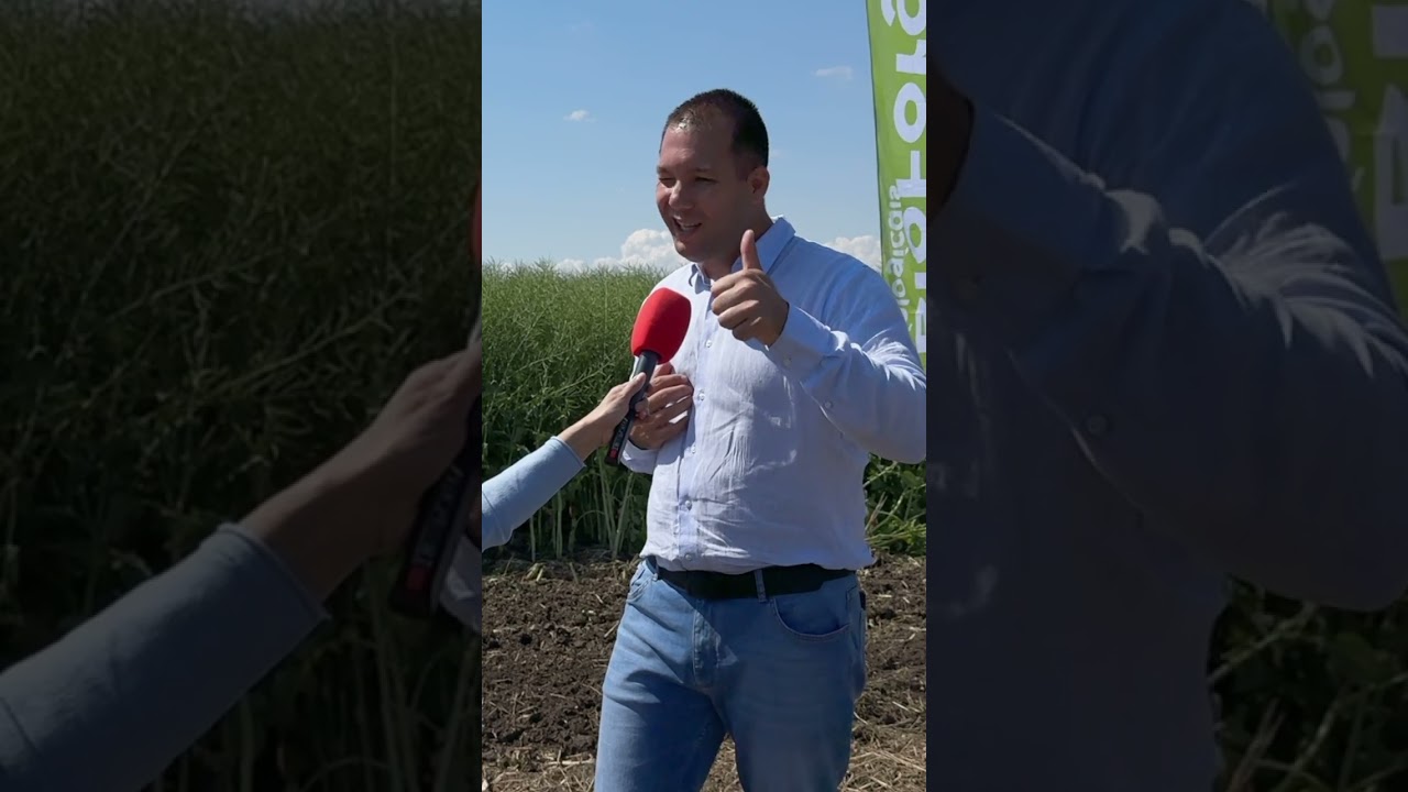 Fertilizam cand isi ia rapita randurile  