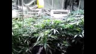 Qleaner Grow Update