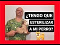 ¿Tengo que esterilizar a mi perro?