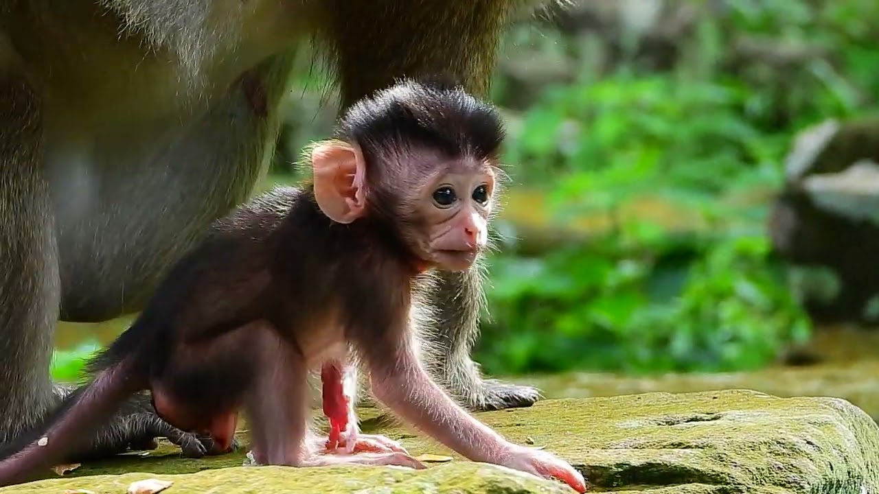 Baby monkey in Angkor wat  Siem Reap Ep 252