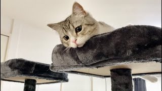 A smug cat who is scared but can climb to the top for the first time...!