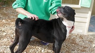 Midnite, A Sweet And Charming 5- To 7-Year-Old Pit Bull Mix Dog Adopted In Manahawkin, Nj