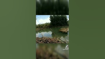 Nhớ mùa cá ngựa Tràm Chim 😢😢😢 #shorts