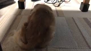 犬　軽い癲癇発作