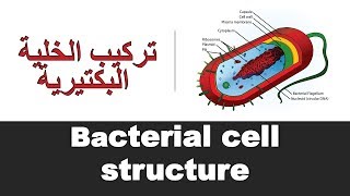 Bacterial cell structure