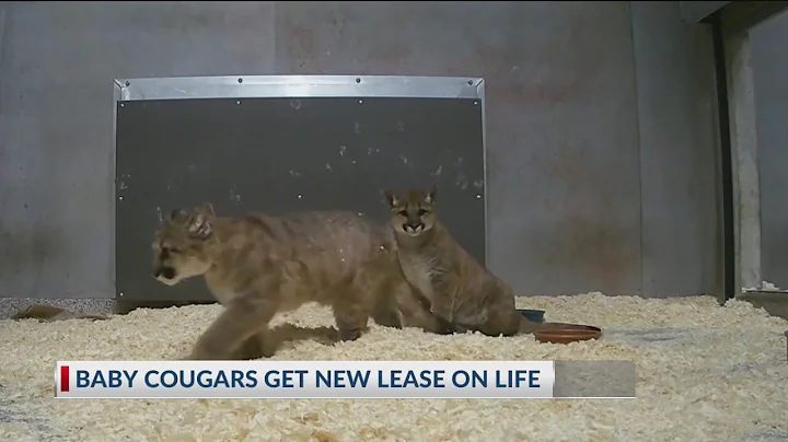 Rescued cougar cubs find home at the Oregon Zoo