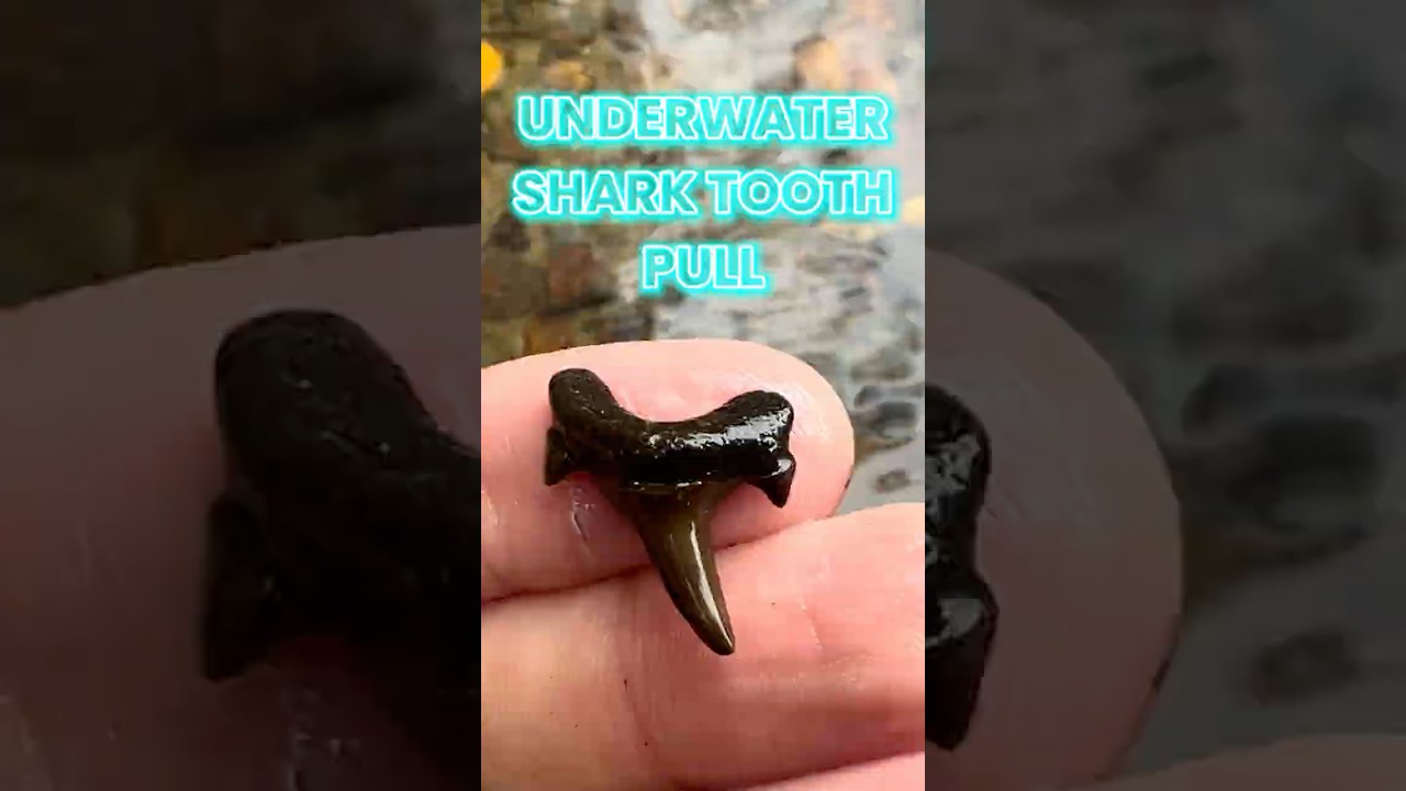 Fossil Shark Teeth Discovered From A Shallow New Jersey Creek! 