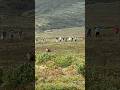 Kamchatka’s Bear Boom: One Furry Giant for Every Ten Residents in the Land of Volcanoes
