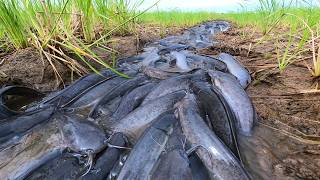 Finding and Catching Catfish Rice Field!  How to Catch Catfish in Shallow Water - Rice Field Fishing
