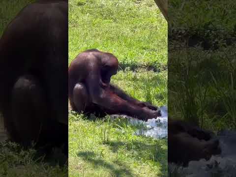 Cooling Off in the Heat