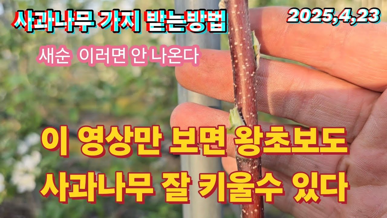 사과나무 이 영상 하나만 보면 왕초보도 잘 키울수 있다(자세하게 시나노골드,후지 사과나무 유목 키우는 방법을 알려드립니다)