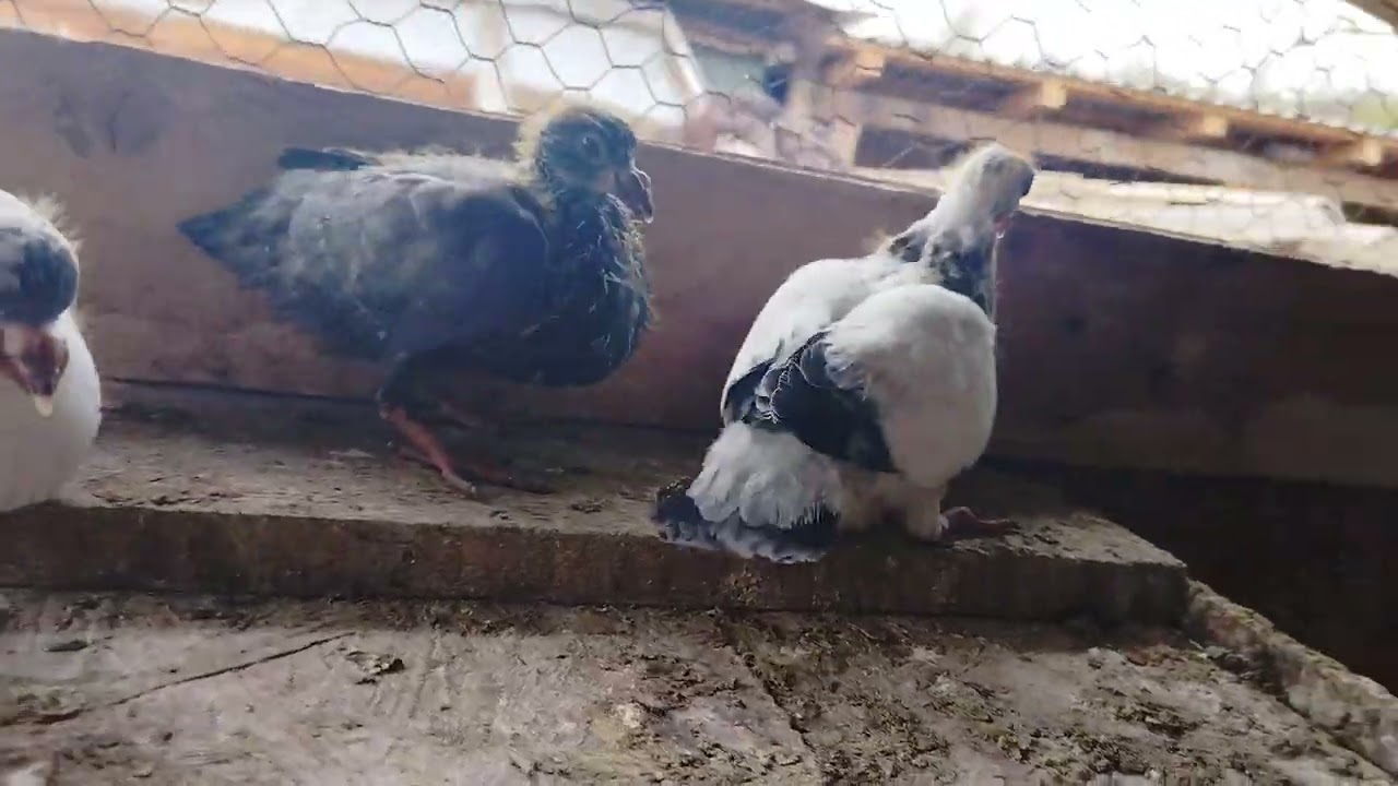 Primi raptori de 2025