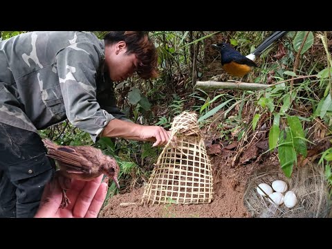 Video Bẫy Chim Bằng Bẫy Huyền Thoại Dính Tiểu Mi Cực Chất |... - youtube
