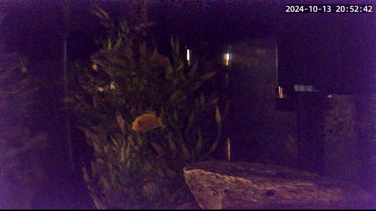 FISHiViewCam Tampa Florida live streaming African Cichlid Mbuna