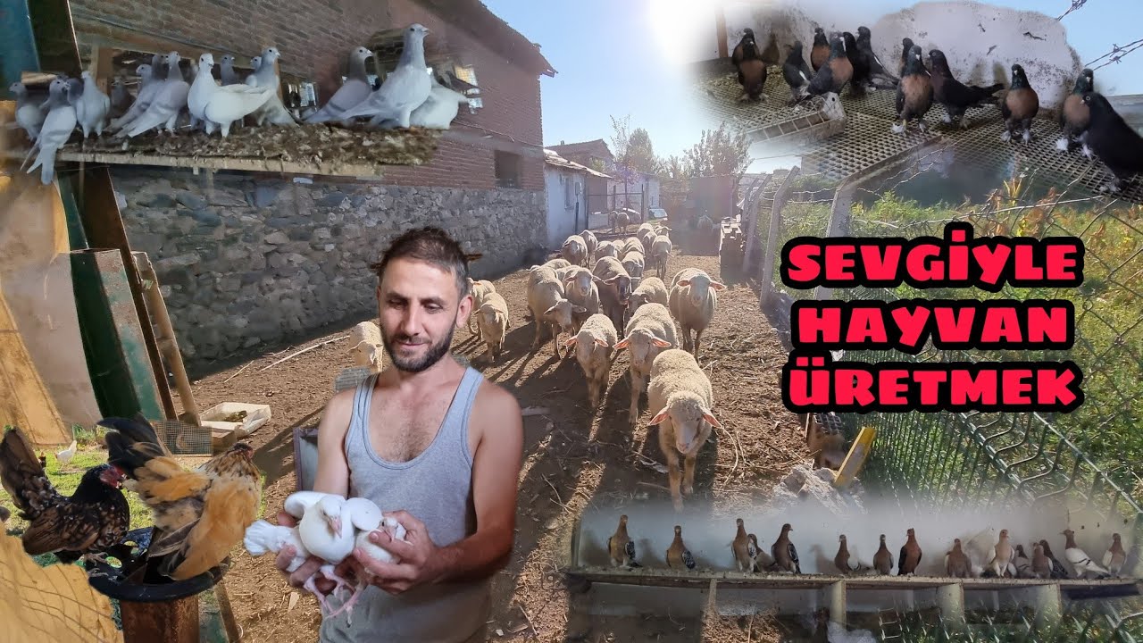 GÜVERCİN ÜRETİM TESİSİ  LARK POSTA NUNBERG ARDİOZA MİRO CİN BILDIRCINI SEREMA VE DAHASI