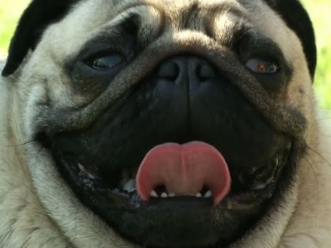 Raw: Pug Lovers In Germany Celebrate The Breed