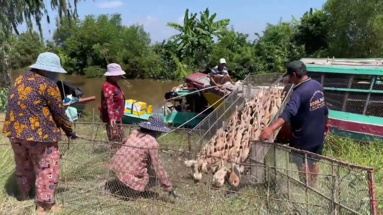 Full Video: Shocking! Farm Girl Handles 10,000 Ducks Stronger Than Men – Loading Ducks onto Boats