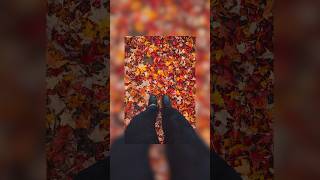 how to make your photos look like FALL! #fall #autumn #lightroompresets #shorts