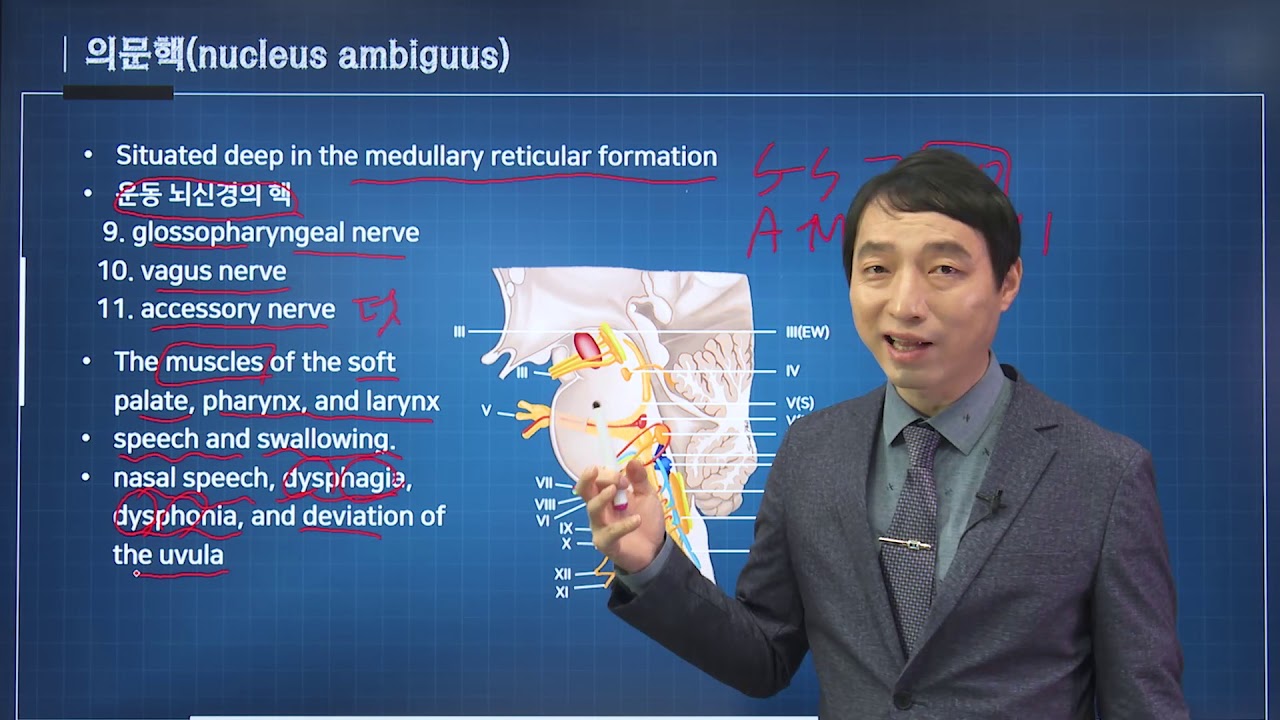 신경과학(신경해부학) 26강 숨뇌 2 medulla oblongata 연수 - YouTube