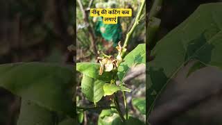 🍋नींबू की कटिंग कब लगाएं||How To Grow Lemon Plant#YtShorts#ViralShorts