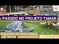 PASSEIO NO PROJETO TAMAR | tamar | Tamar Projeto | Projeto Tamar | Ubatuba tamar | tamar Ubatuba