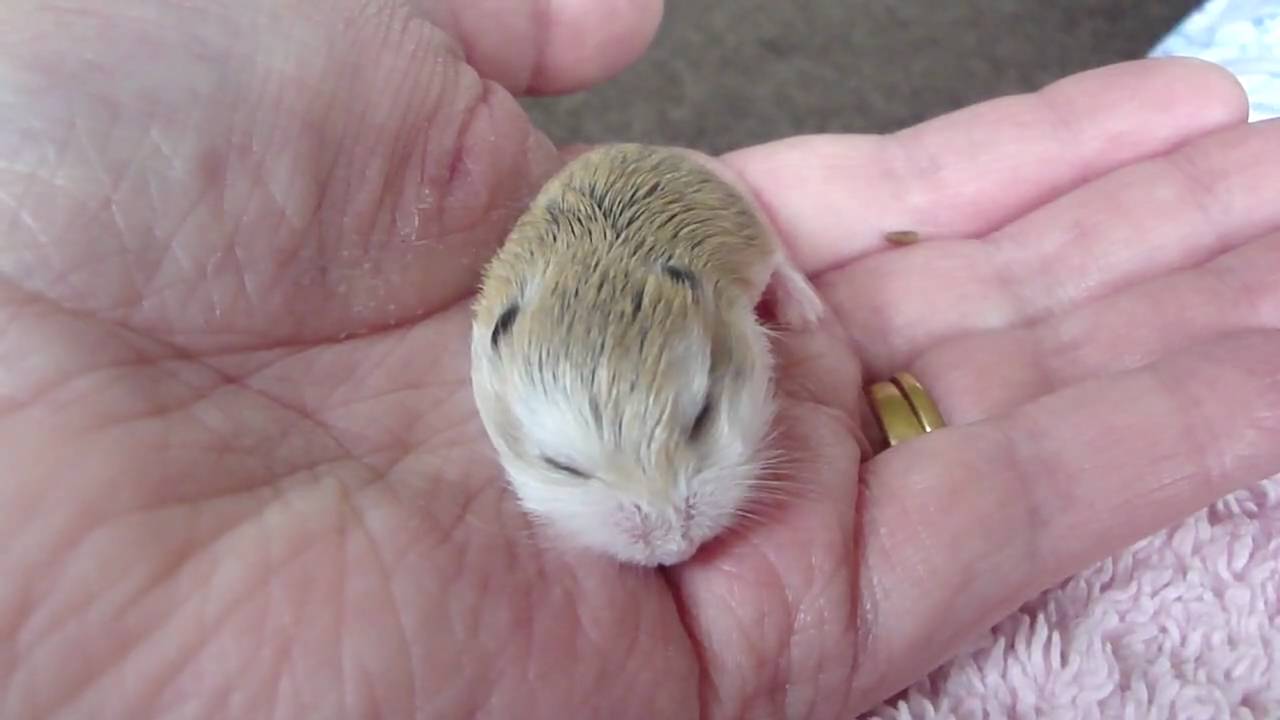 2 week old hamster