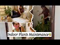 నా Peaceful Morning Routine 🌿 | Yoga, Skincare, Breakfast &amp; Plant Care | Slow Living Vlog
