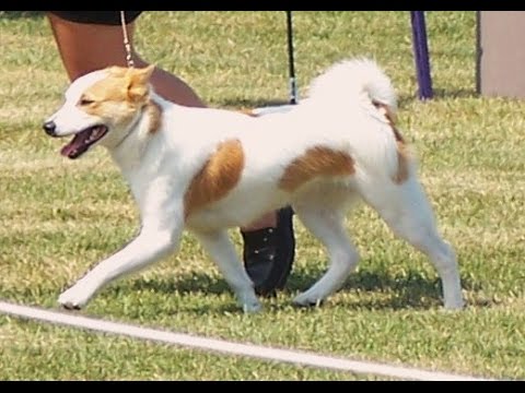 spitz de norrbotten / Raza de perro