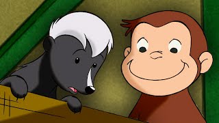 Fangt Das Stinktier  Coco Der Neugierige  Cartoons Fr Kinder