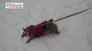 snowdog.mov