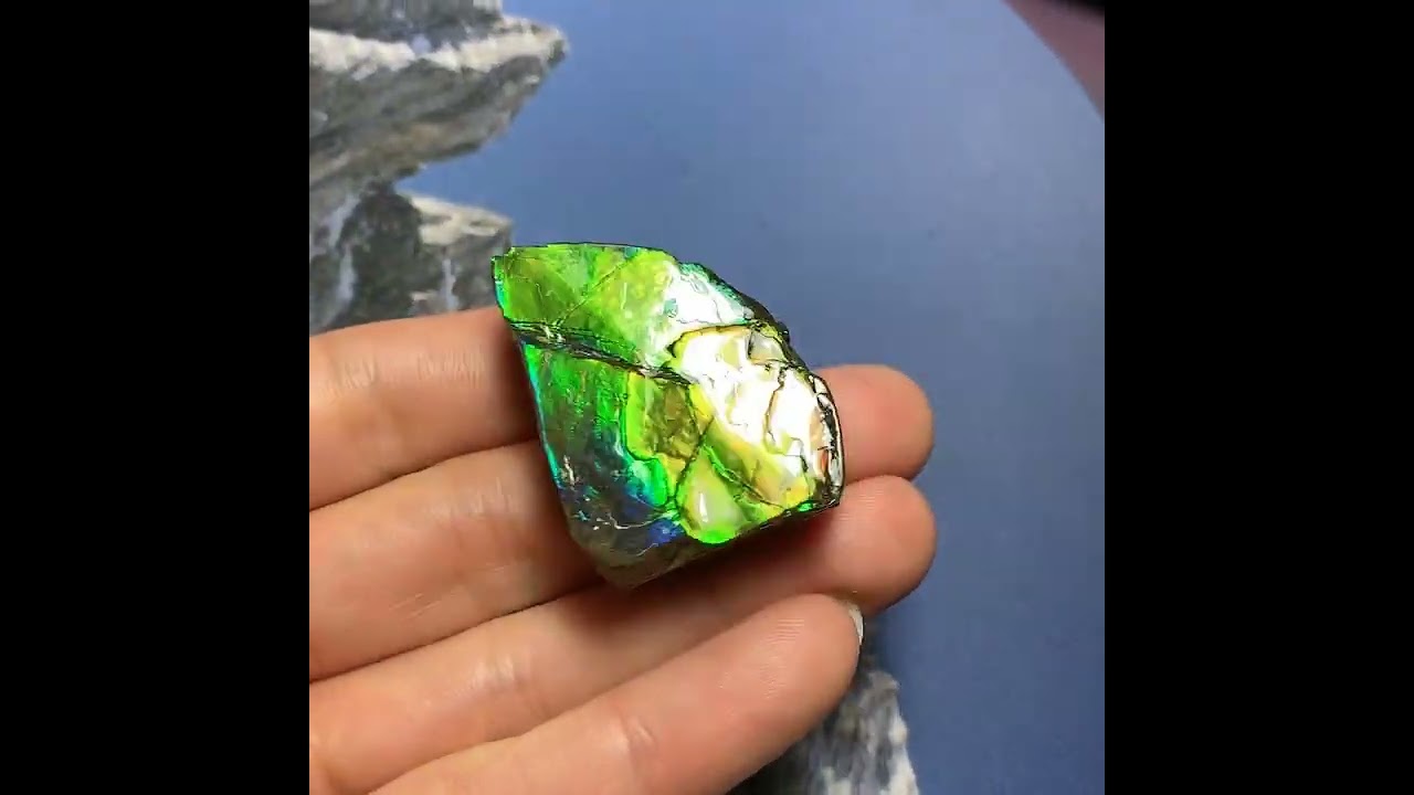 Canadian Ammolite Ammonite 