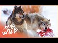 The wild wolves of yellowstone  the war of the wolf packs part 2  white wolf  real wild