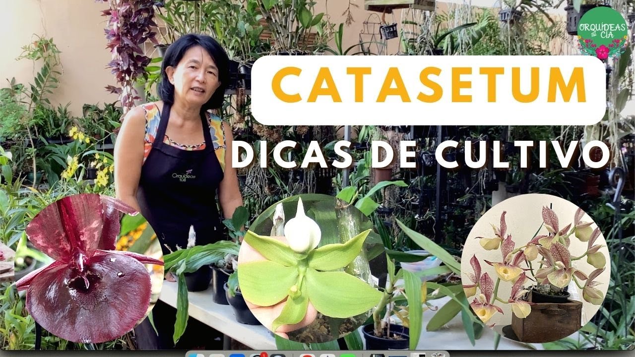 Orquídeas curiosas: Catasetum, cuidados e dicas de cultivo