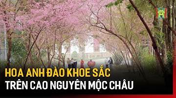 Hoa Anh đào khoe sắc trên cao nguyên Mộc Châu | Tin tức