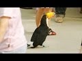 【神戸花鳥園】 普通に通路を歩くオニオオハシ [Toco Toucan]