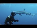 Dramatic video shows diver coming face-to-face with a shark before it kisses him