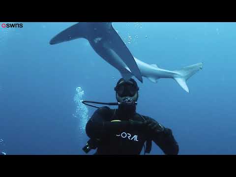 Dramatic video shows diver coming face-to-face with a shark before it kisses him