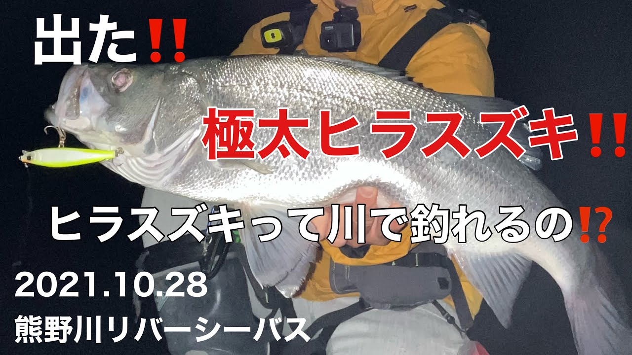 ヒラスズキが川で釣れる⁉南紀のポテンシャル！【2021.10.29熊野川