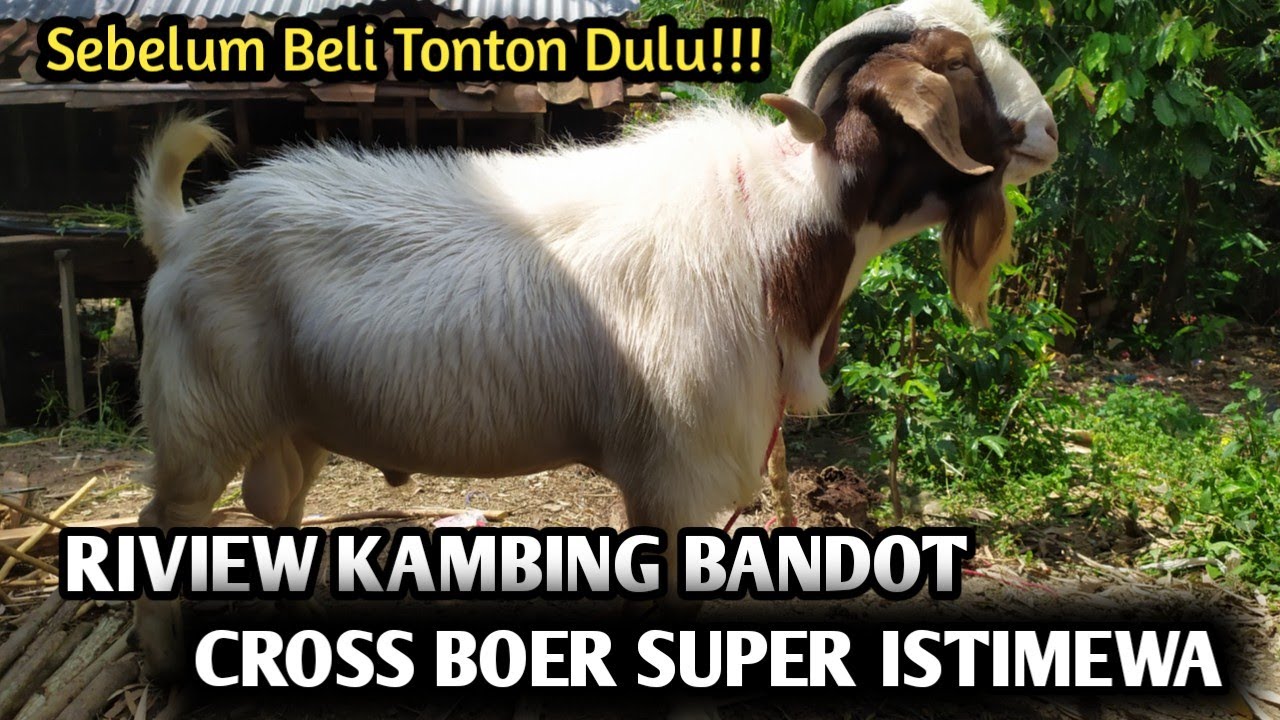 Riview Kambing Bandot Cross Boer F1, F2, F3, F4, F4‼️ Bandot Pedaging 🔴 ...