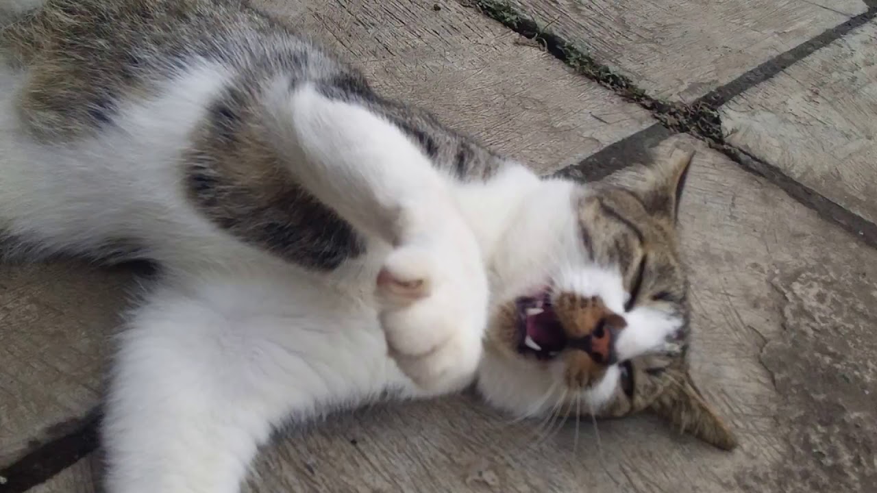 Kucing adopsi - YouTube