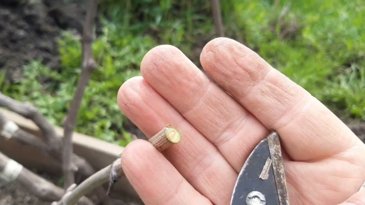 Первые прививки 2022 года. Черным в черное.