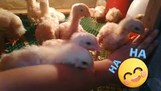 45 DAYS  CHICKEN  2 WEEKS OLD by FELY ORTEZ2020 41 views 4 months ago 1 minute, 59 seconds