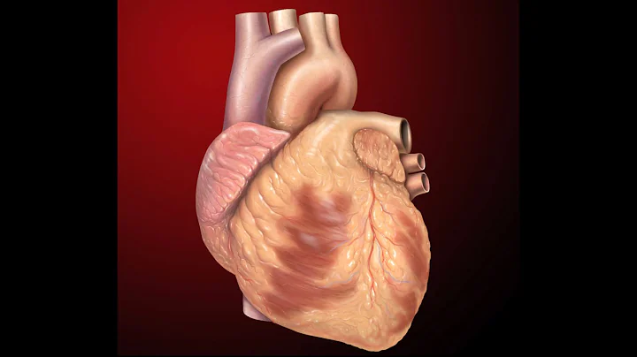 MEDITATION ON A HEART