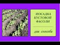 ПОСАДКА КУСТОВОЙ ФАСОЛИ  (два способа).