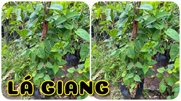 Cây Lá giang | 0386569374 - Ngọc Ngân Bến Tre | Chuyên cây độc lạ