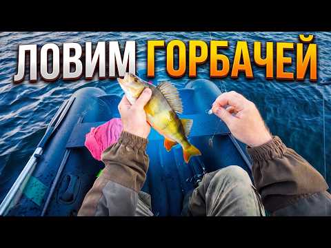 Fishing in the north. Catching trophy perch. Amazing bite!