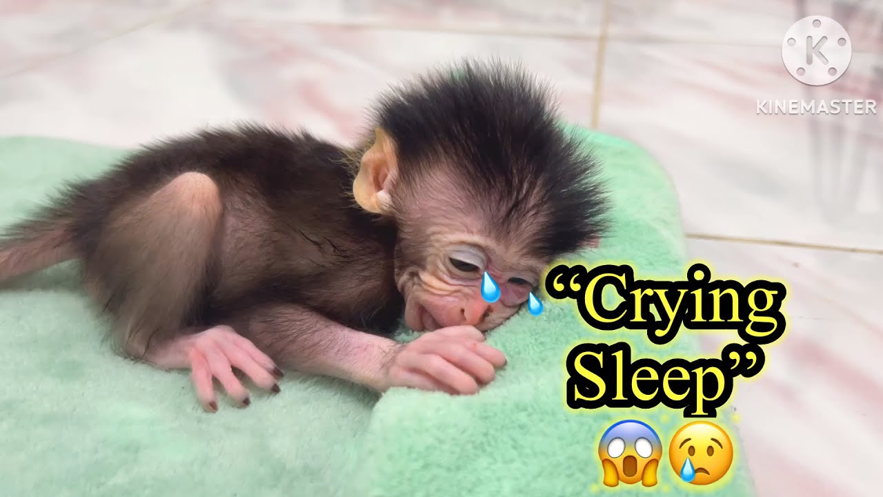 “Heartbroken Tonight… Orphaned Baby Monkey Cries in His Sleep 💔🐒”